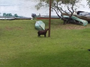 Kapibara przed pousadą