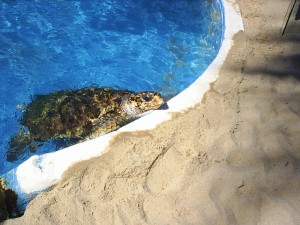 Praia do Forte  