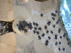 Praia do Forte  